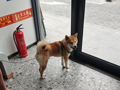 -萌兽医馆·绝育·24小时内科·宠物医院(德胜店)