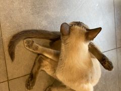 -吉丁鸟咖·异宠·寄养