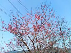 -天适樱花悠乐园