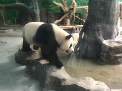 -灵玲国际马戏城