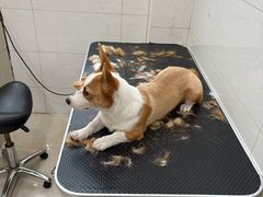 -艾贝尔宠物医院 ·内科全科(梁溪路店)