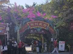-独树成林