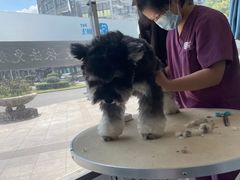 -宠颐生宠物医院·犬猫全科·皮肤科(商业街店)