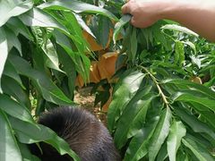 -老袁家蜜桃农场·阳山水蜜桃