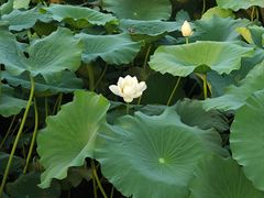 -丁香湖公园