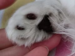 -PETKIT小佩宠物·低压洗护(国顺东路店)