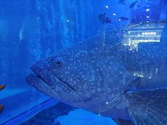 -成都浩海立方海洋公园