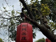 -阿巧茶庄