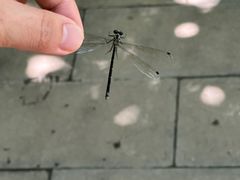 -牛背梁国家森林公园