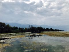 -才村湿地公园