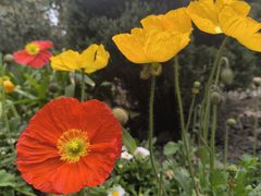 -上海共青森林公园