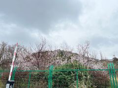 -青岩古镇