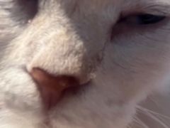 -猫猫幼稚园·撸猫·桌游·电玩