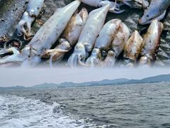 -东山码头