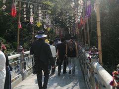 -西双版纳原始森林公园
