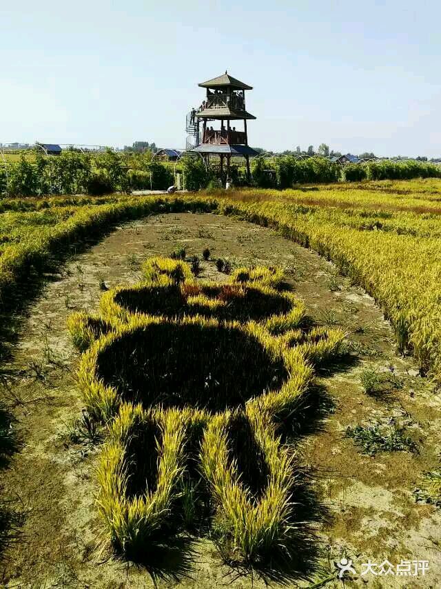 稻梦空间图片