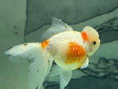 -北戴河圣蓝海洋公园