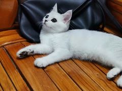 -lincat·猫舍(广州店)