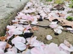 -高东镇樱花园