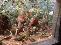 -美国自然历史博物馆