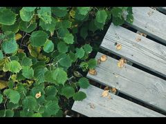 -白草畔自然风景区