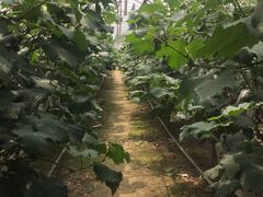 -马陆小张葡萄园农家乐