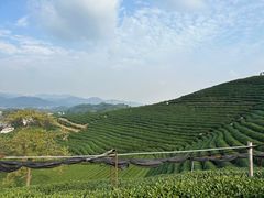 -龙坞茶村