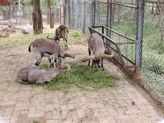 -青藏高原野生动物园