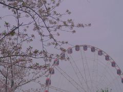 -顾村公园