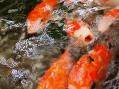 -汤泉良子.足疗按摩.SPA(中关村店)