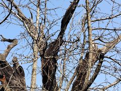 -上海佘山国家森林公园天马山园