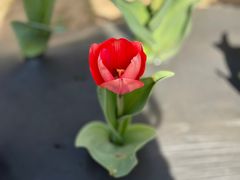 -郑州中国绿化博览园