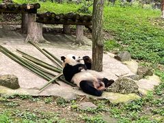 -都江堰中华大熊猫苑