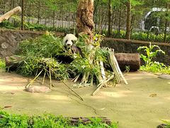 -都江堰中华大熊猫苑