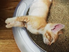 -瑞鹏宠物医院·骨科·猫科·内科(第一中心)