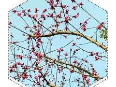 景点-望江楼公园