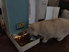 -喵屿·大理花园猫咖