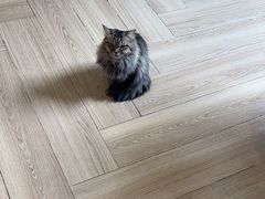 -安格丽娜·狗咖·猫咖羊驼咖(春熙路百盛商场店)