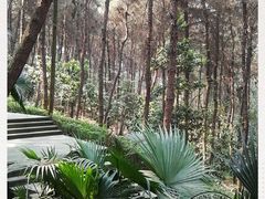 -铁山坪森林公园