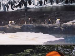 -新加坡飞禽公园