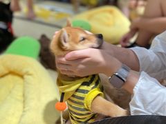 -逗柴咖啡屋·狗咖猫咖宠物桌游