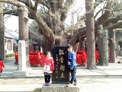 银杏树-浮来山风景区
