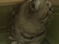 -瑞鹏宠物医院·夜间急症·心超·猫科(祖庙分店)