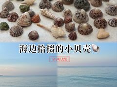 -贝壳沙滩