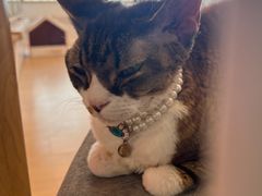 -Let's go狗咖·猫咖·奶狗·桌游(春熙路IFS店)