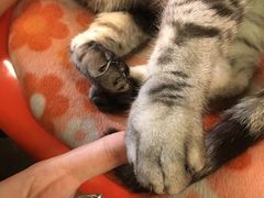 -猫咪博物馆(顶澳仔猫街店)