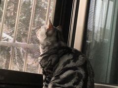 -纳吉亚猫专科动物诊疗中心(蒋宅口分院)