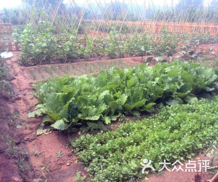 红骨顶生态农场绿色果蔬配送图片 - 第13张