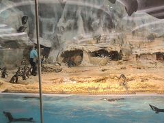 -帝企鹅自助餐厅•儿童岛•真企鹅(长隆企鹅酒店)