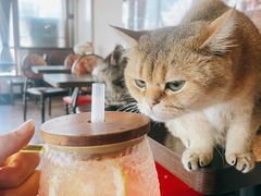 -蓝鲸·缅因猫舍